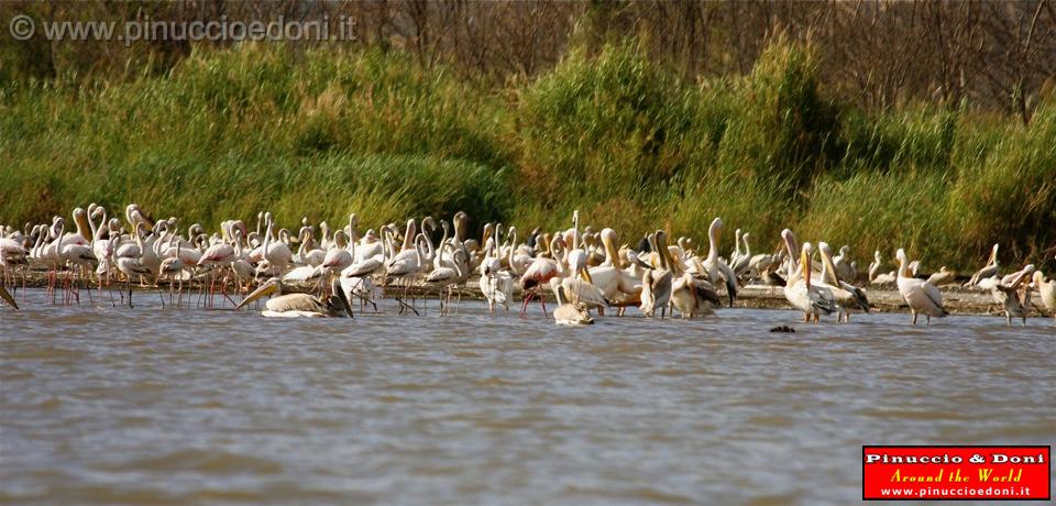 Ethiopia - Lago Chamo - Pellicani e Fenicotteri - 1.jpg